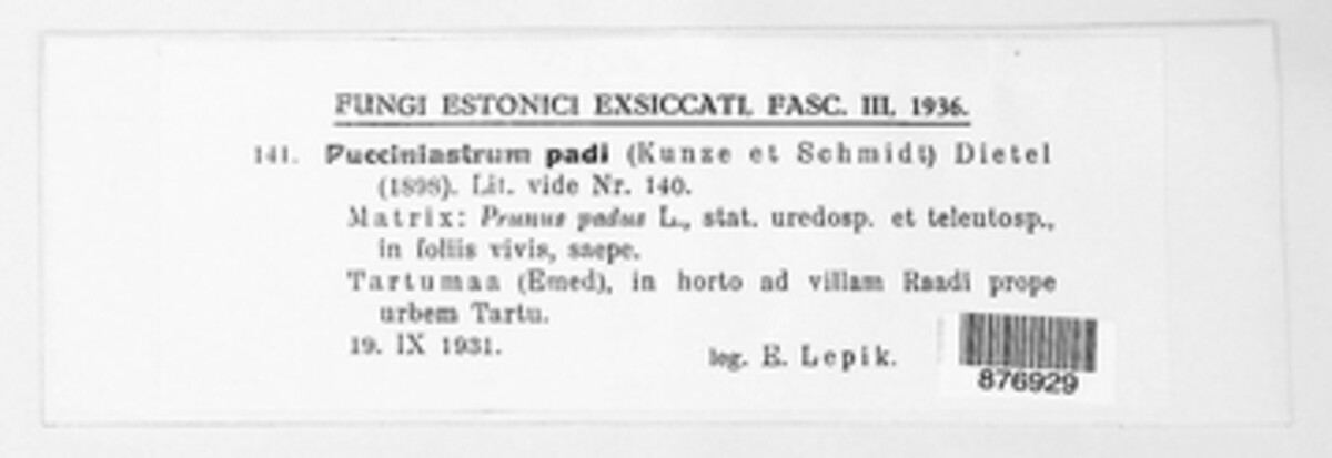 Thekopsora areolata image